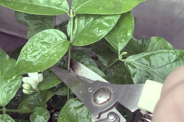 双色茉莉如何修剪,花期要将枝条短截至三分之一