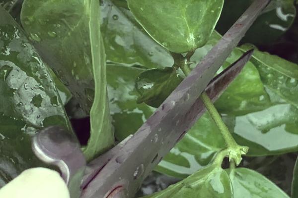 双色茉莉如何修剪,花期要将枝条短截至三分之一