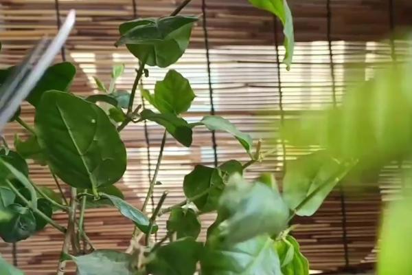 双色茉莉如何修剪,花期要将枝条短截至三分之一