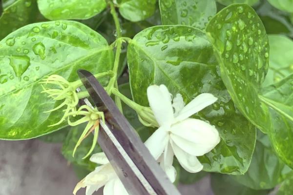 双色茉莉如何修剪,花期要将枝条短截至三分之一