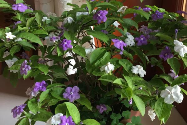 双色茉莉如何修剪,花期要将枝条短截至三分之一