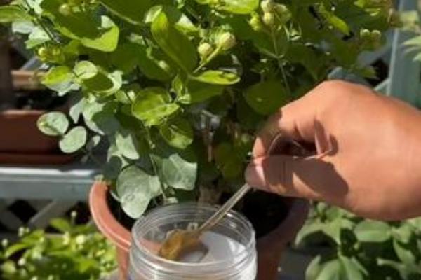 双色茉莉如何修剪,花期要将枝条短截至三分之一