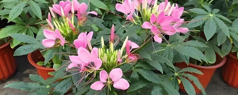 醉蝶花的种植方法，生长适宜温度为15-25℃