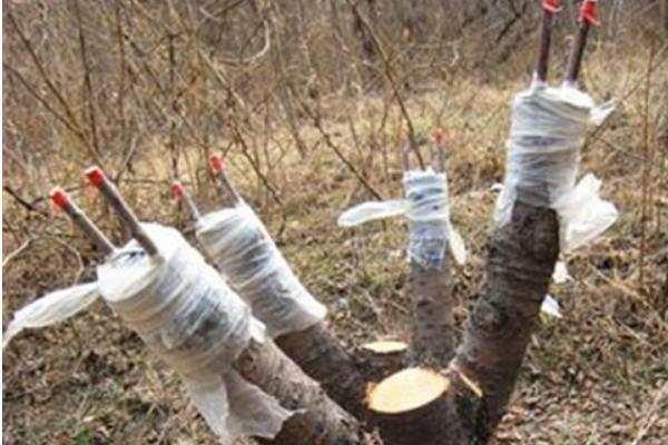 种植油茶的作用，可用来榨油、生产生物农药、制作有机肥等