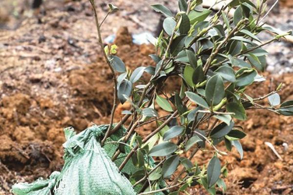 种植油茶的作用，可用来榨油、生产生物农药、制作有机肥等