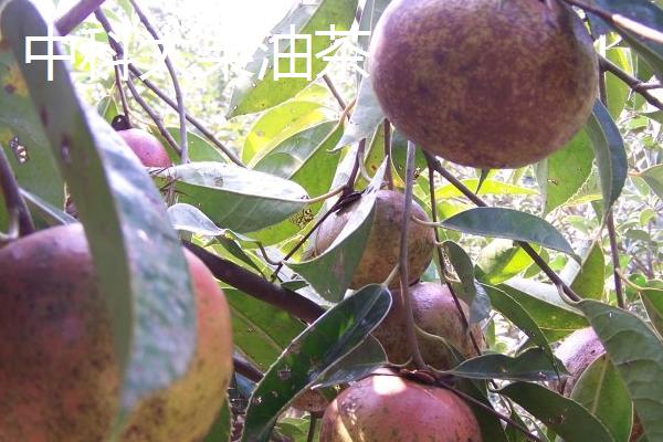 种植油茶的作用，可用来榨油、生产生物农药、制作有机肥等