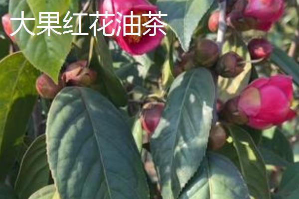 种植油茶的作用，可用来榨油、生产生物农药、制作有机肥等
