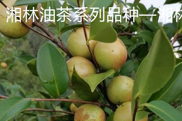 种植油茶的作用，可用来榨油、生产生物农药、制作有机肥等