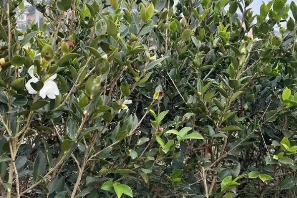 种植油茶的作用，可用来榨油、生产生物农药、制作有机肥等