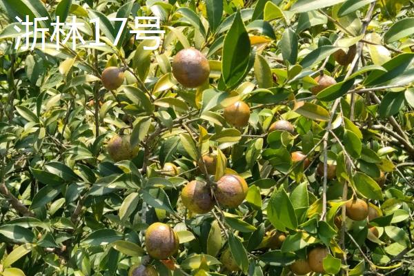 种植油茶的作用，可用来榨油、生产生物农药、制作有机肥等