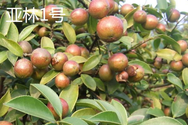 种植油茶的作用，可用来榨油、生产生物农药、制作有机肥等