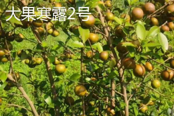 种植油茶的作用，可用来榨油、生产生物农药、制作有机肥等