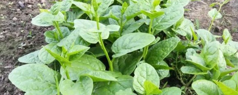 木耳菜的病虫害防治技术，不同病害的防治方法不同