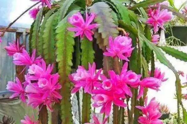 令箭荷花如何养殖，喜欢温暖湿润的环境