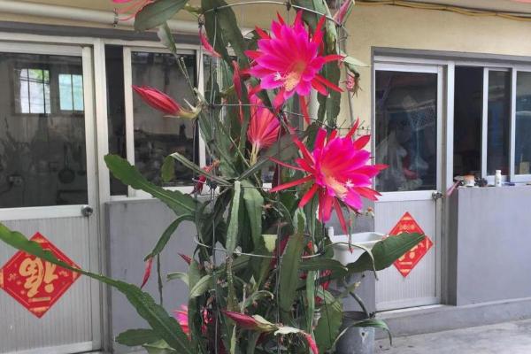 令箭荷花如何养殖，喜欢温暖湿润的环境