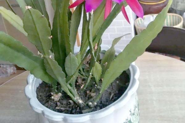 令箭荷花如何养殖，喜欢温暖湿润的环境