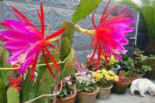 令箭荷花如何养殖，喜欢温暖湿润的环境