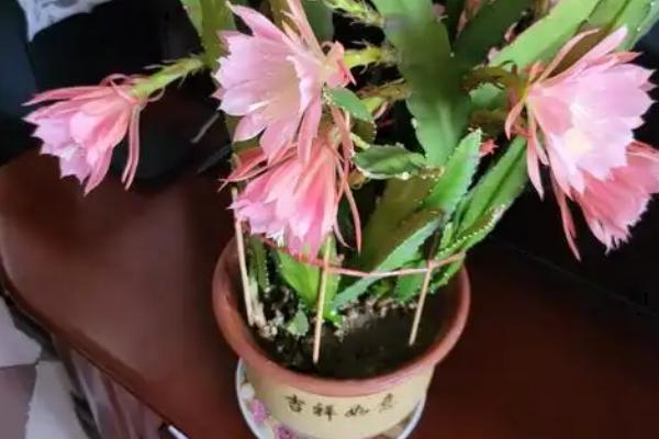 令箭荷花如何养殖，喜欢温暖湿润的环境