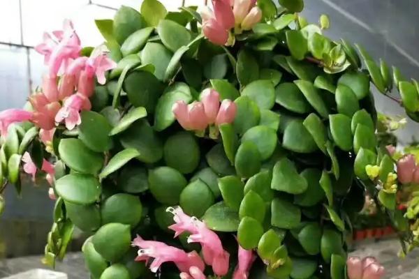 口红吊兰花期怎么养护，确保室温不低于15℃