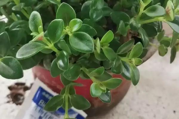 口红吊兰花期怎么养护，确保室温不低于15℃