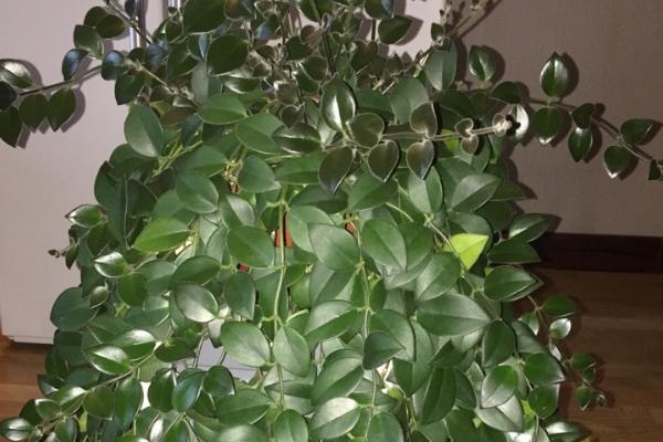 口红吊兰花期怎么养护，确保室温不低于15℃