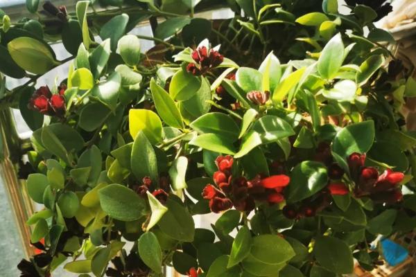 口红吊兰花期怎么养护，确保室温不低于15℃