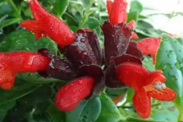 口红吊兰花期怎么养护，确保室温不低于15℃