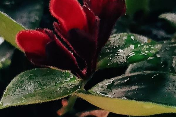 口红吊兰花期怎么养护，确保室温不低于15℃