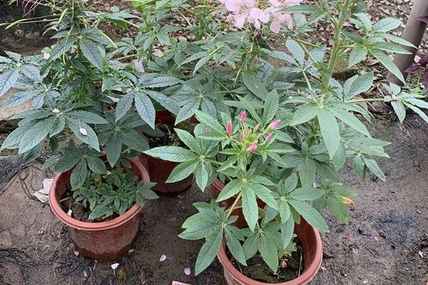 醉蝶花的种植方法，生长适宜温度为15-25℃