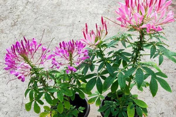 醉蝶花的种植方法，生长适宜温度为15-25℃