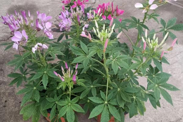 醉蝶花的种植方法，生长适宜温度为15-25℃