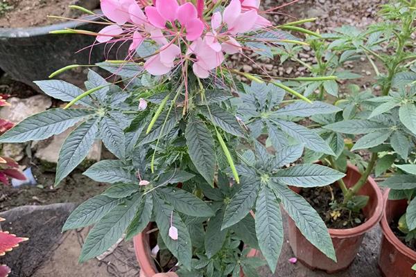 醉蝶花的种植方法，生长适宜温度为15-25℃