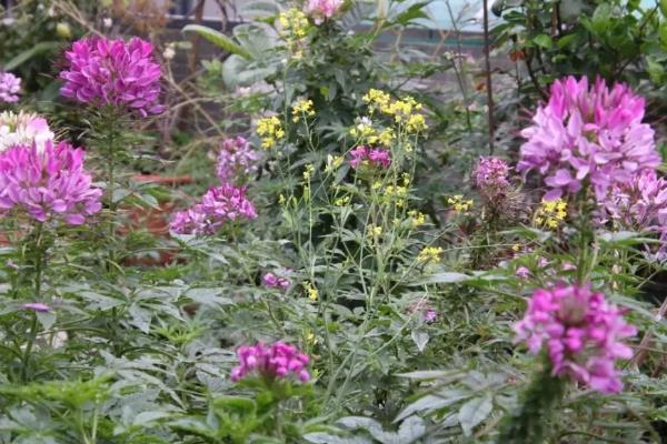 醉蝶花的种植方法，生长适宜温度为15-25℃