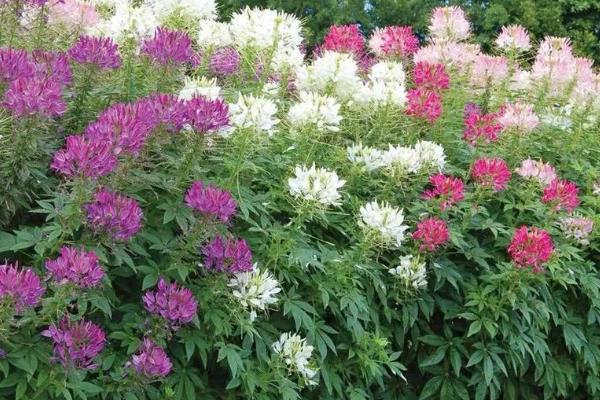 醉蝶花的种植方法，生长适宜温度为15-25℃
