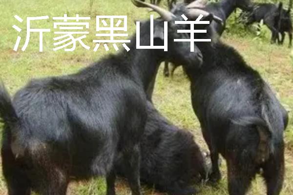 山羊有什么品种，波尔山羊、安哥拉山羊等品种很常见