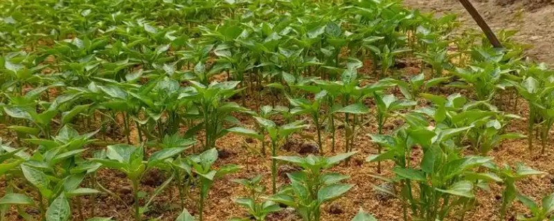 种辣椒一个坑放多少棵苗，栽种2-3株有利于防倒伏