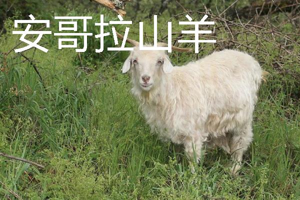 山羊有什么品种，波尔山羊、安哥拉山羊等品种很常见