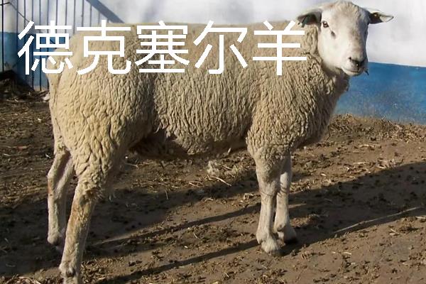 山羊有什么品种，波尔山羊、安哥拉山羊等品种很常见