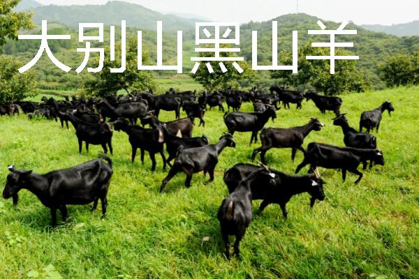 山羊有什么品种，波尔山羊、安哥拉山羊等品种很常见