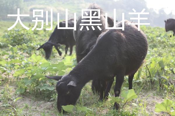 山羊有什么品种，波尔山羊、安哥拉山羊等品种很常见