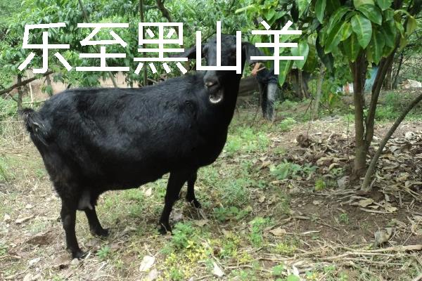 山羊有什么品种，波尔山羊、安哥拉山羊等品种很常见