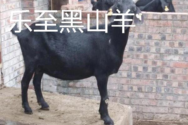山羊有什么品种，波尔山羊、安哥拉山羊等品种很常见