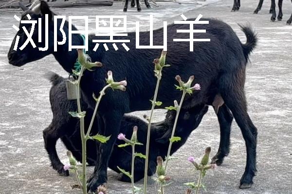 山羊有什么品种，波尔山羊、安哥拉山羊等品种很常见