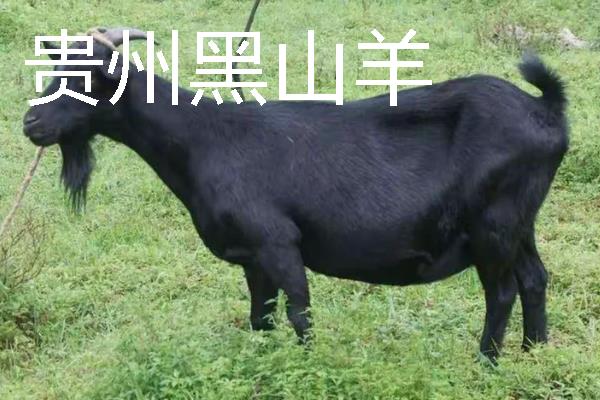山羊有什么品种，波尔山羊、安哥拉山羊等品种很常见