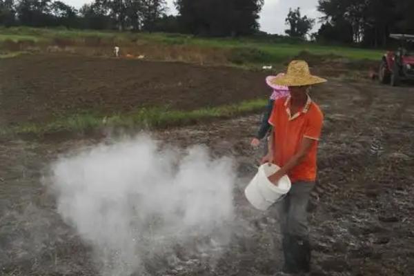 种辣椒一个坑放多少棵苗，栽种2-3株有利于防倒伏