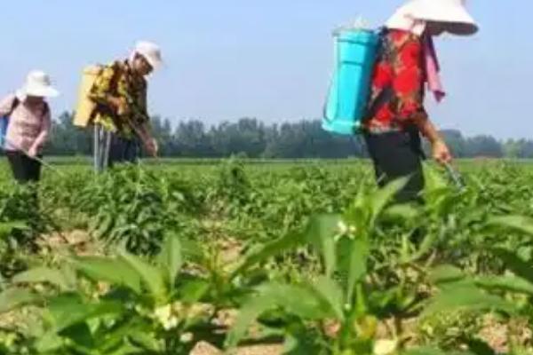 种辣椒一个坑放多少棵苗，栽种2-3株有利于防倒伏
