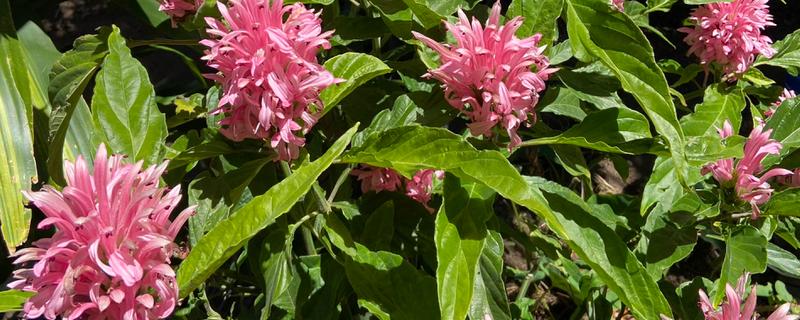 珊瑚花怎么养,生长期需经常保持盆土湿润