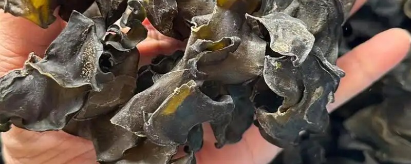 海木耳的产地，主产地为黑龙江、辽宁、内蒙古等