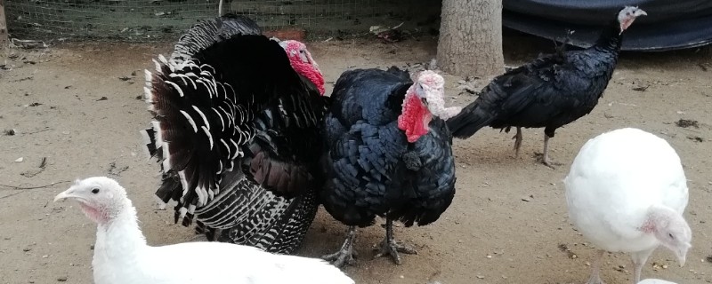 尼古拉火鸡简介，属重型鸡品种