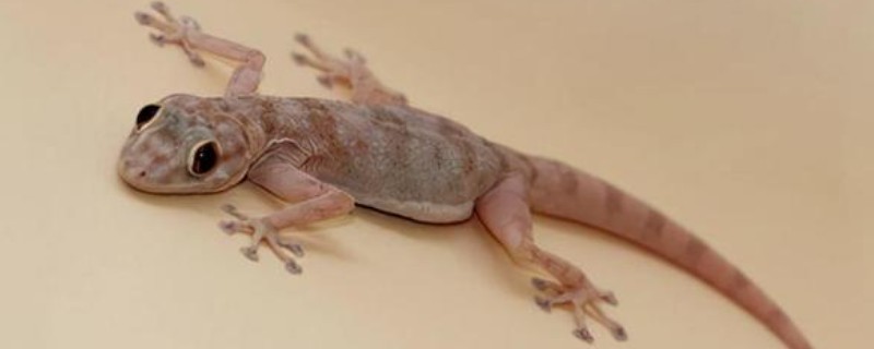 壁虎的养殖方法,要选择僻静的位置